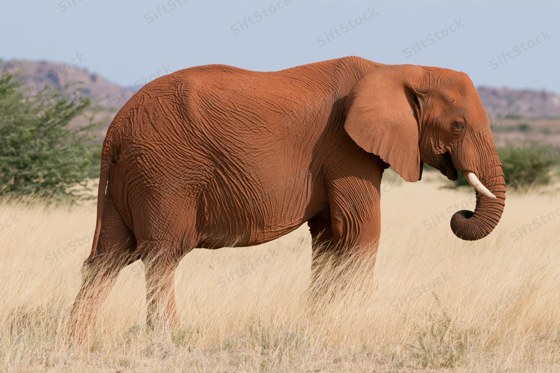 African elephant standing in dry savanna grassland with trunk curled and tusk visible