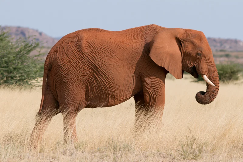 African elephant standing in dry savanna grassland with trunk curled and tusk visible