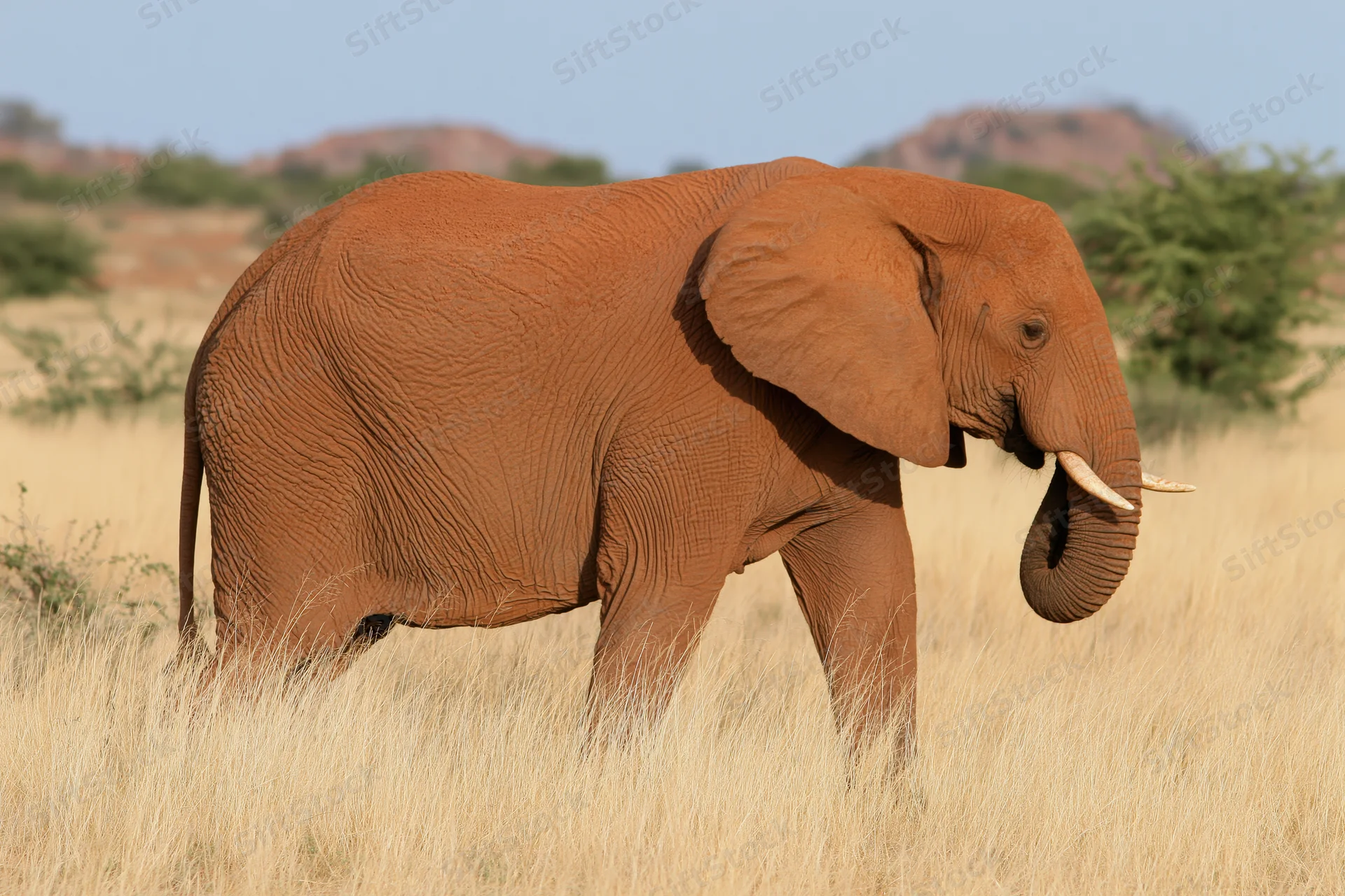 African elephant standing in dry savanna grassland with tusks and trunk curled