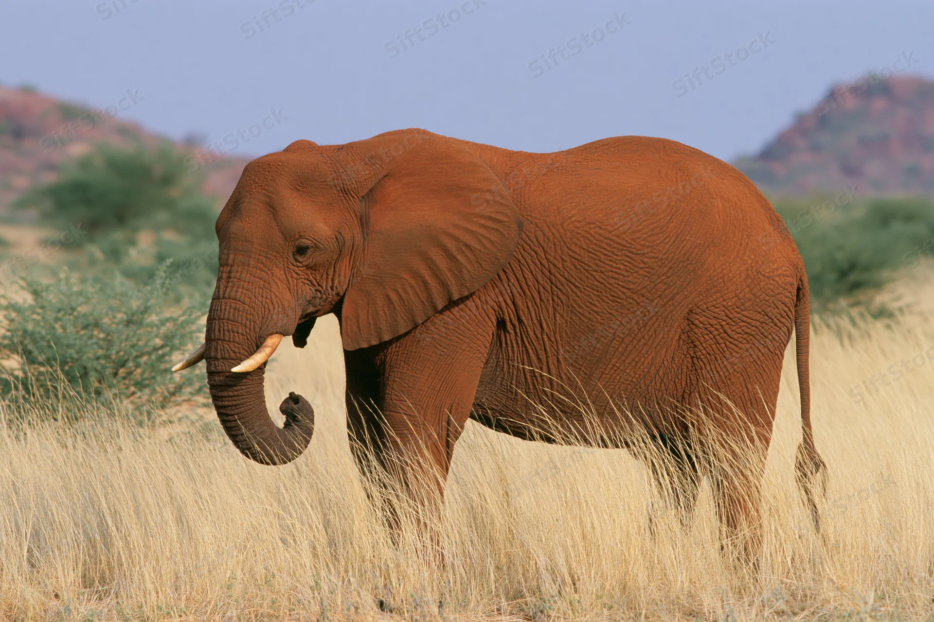 African elephant standing in dry savanna grassland with tusks and trunk curled