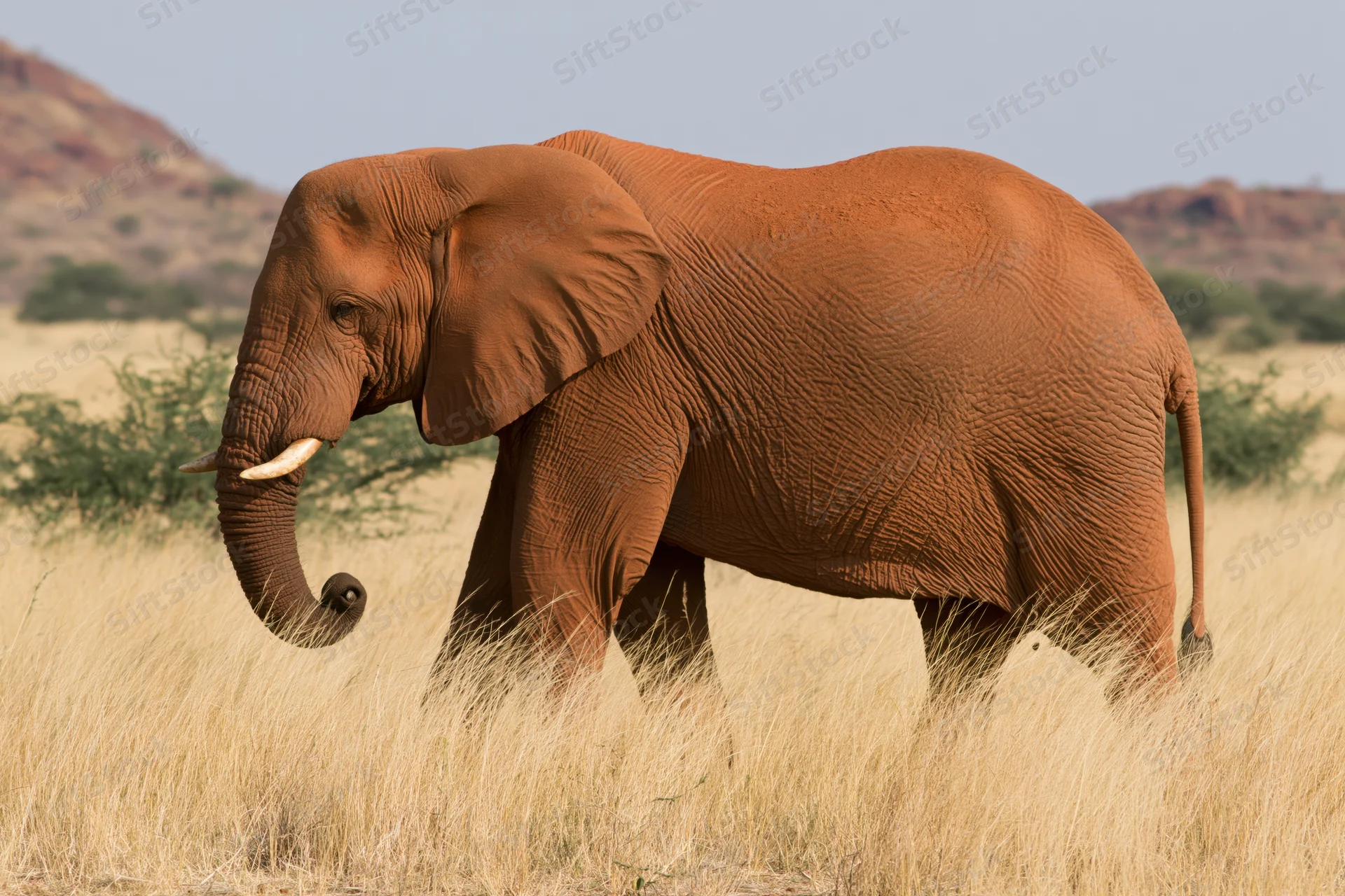 African elephant walking through dry savanna grassland with red earth hills in background