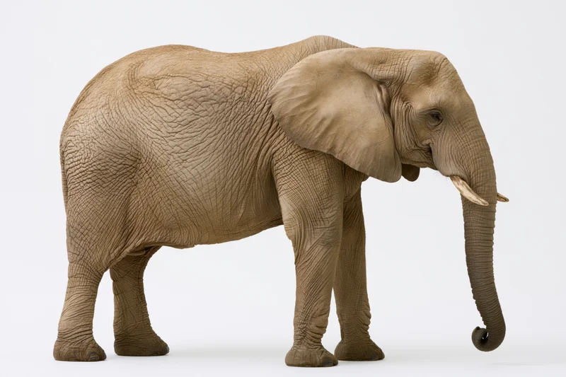 Adult african elephant standing in profile with curled trunk on white background