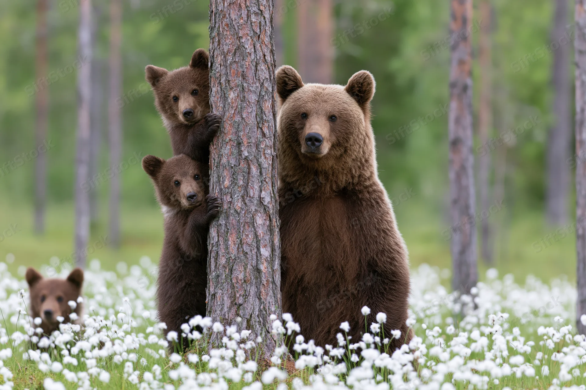 Adult brown bear standing upright beside pine tree with cubs peeking from behind in a flower-filled meadow