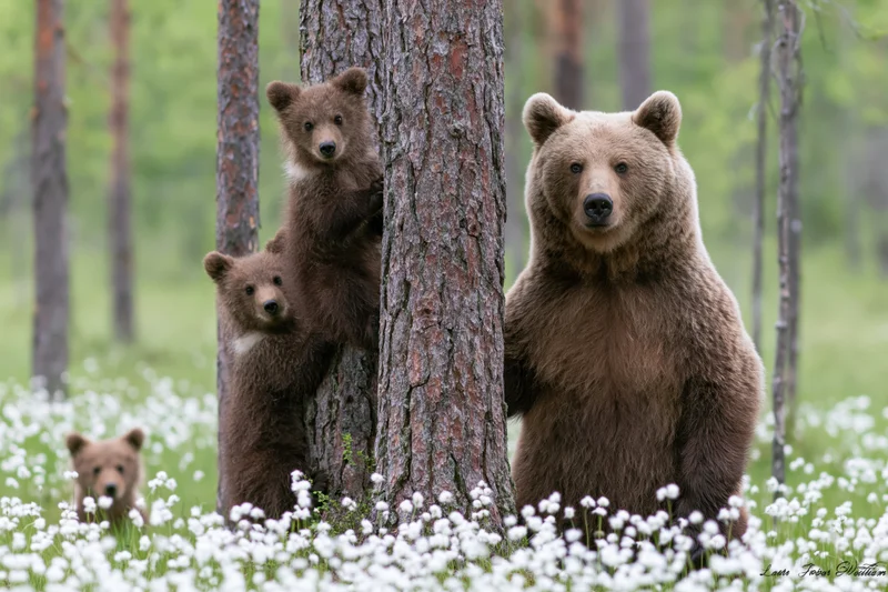 Adult brown bear standing upright beside pine tree with cubs in forest meadow filled with white flowers