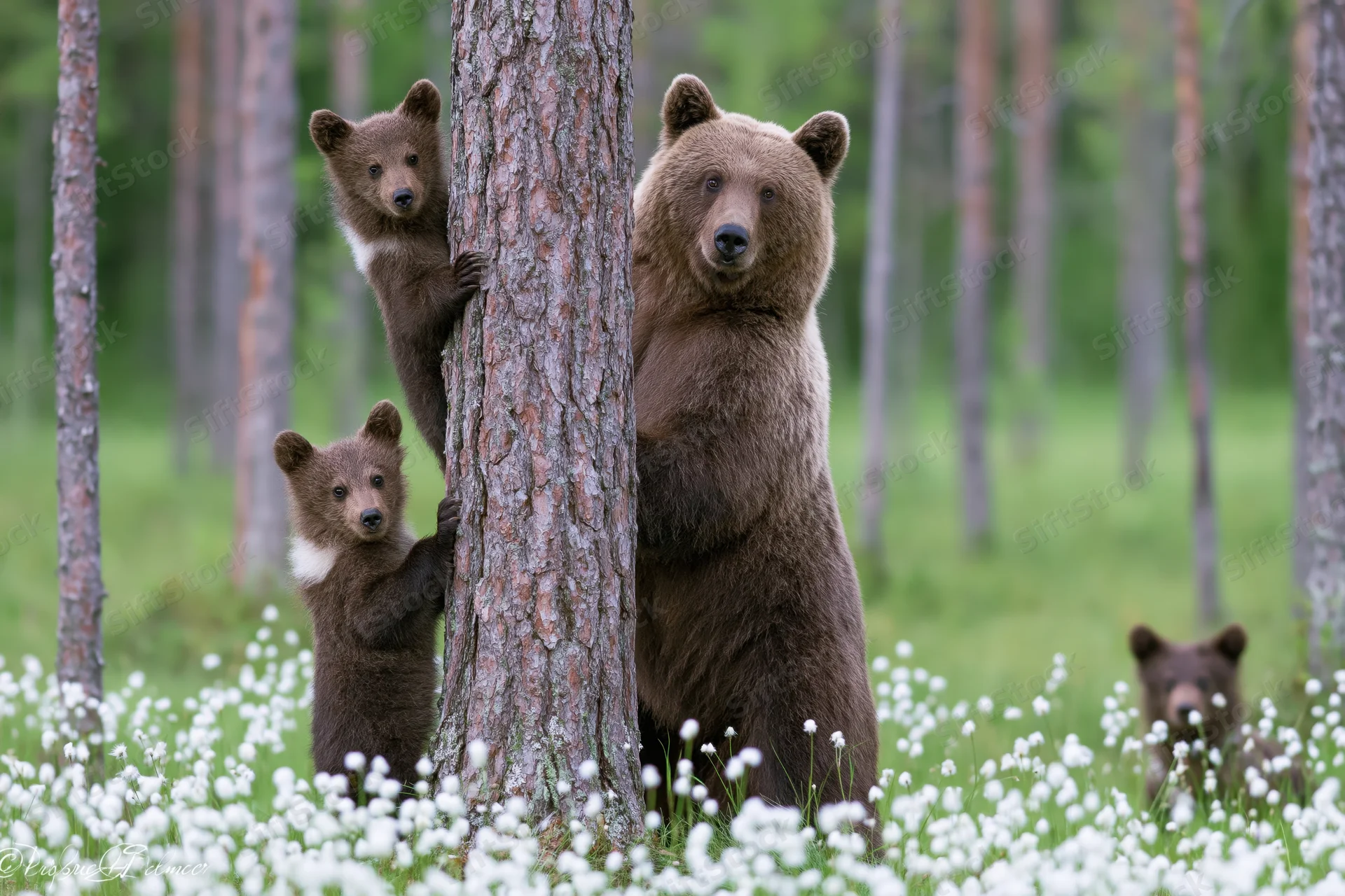 Mother bear standing upright beside pine tree with cubs peeking from behind in forest meadow with white flowers