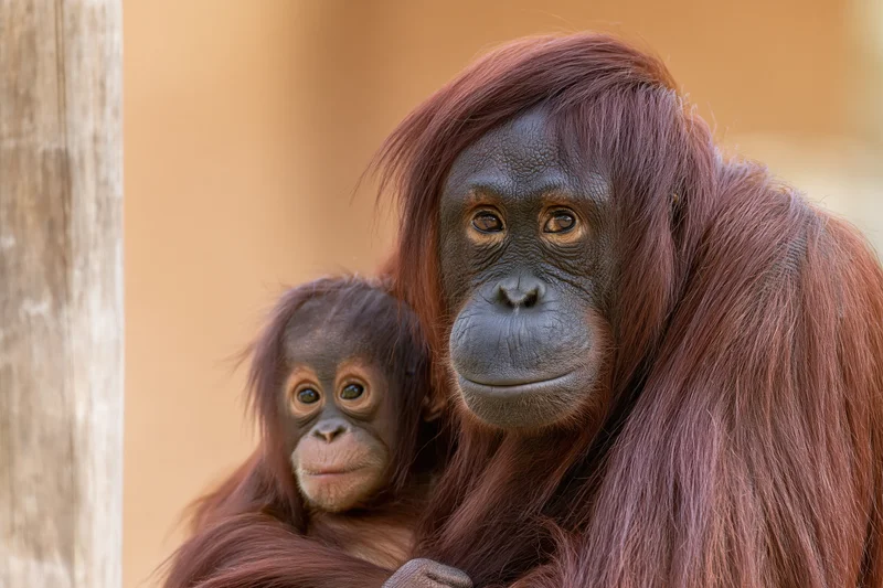 Adult female orangutan cradling infant close to her chest in a zoo enclosure