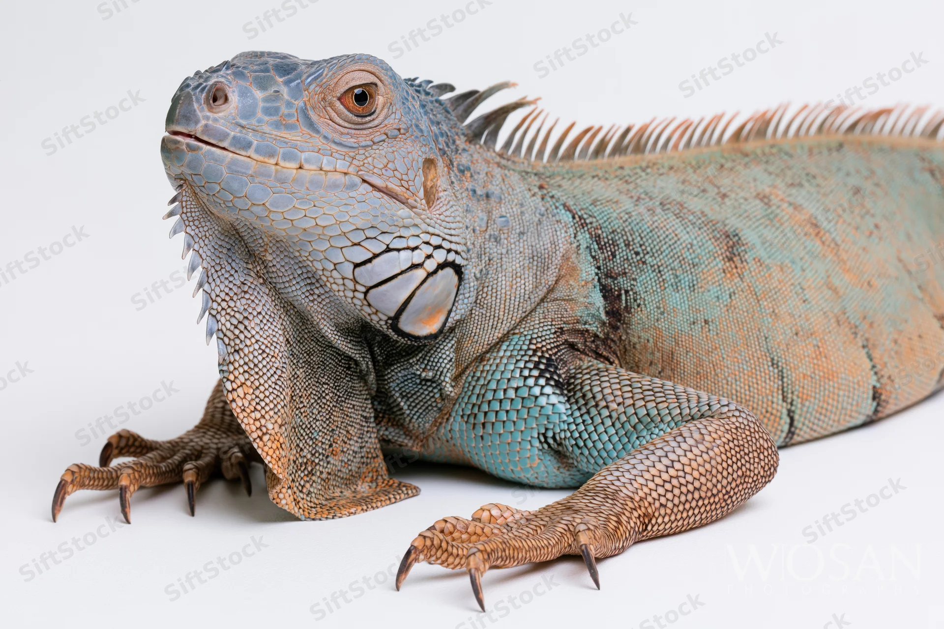 Adult iguana resting with head raised on white surface