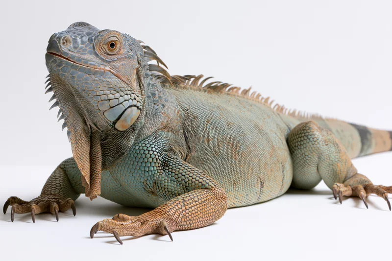 Adult iguana resting with head raised on white surface