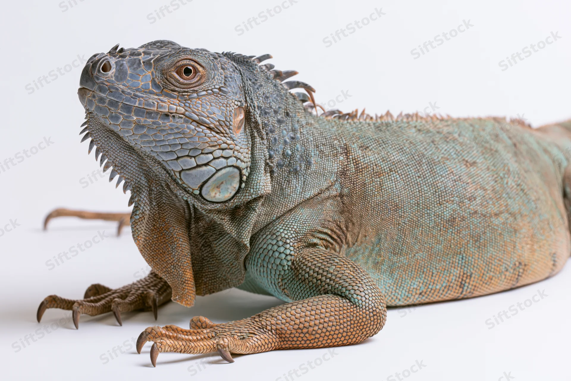 Adult iguana resting with head raised on white surface