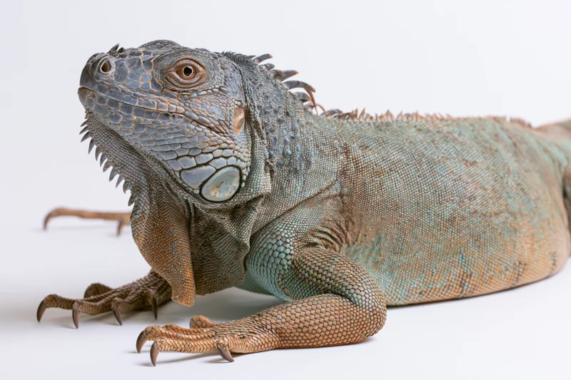 Adult iguana resting with head raised on white surface