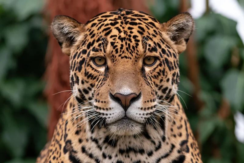 Jaguar staring directly into the camera with intense gaze in jungle foliage