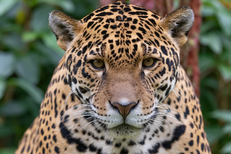 Jaguar staring directly at camera with intense gaze in jungle foliage