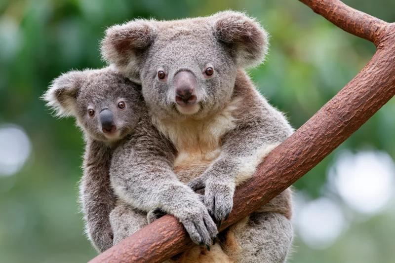 Mother koala holding baby on eucalyptus branch in forest