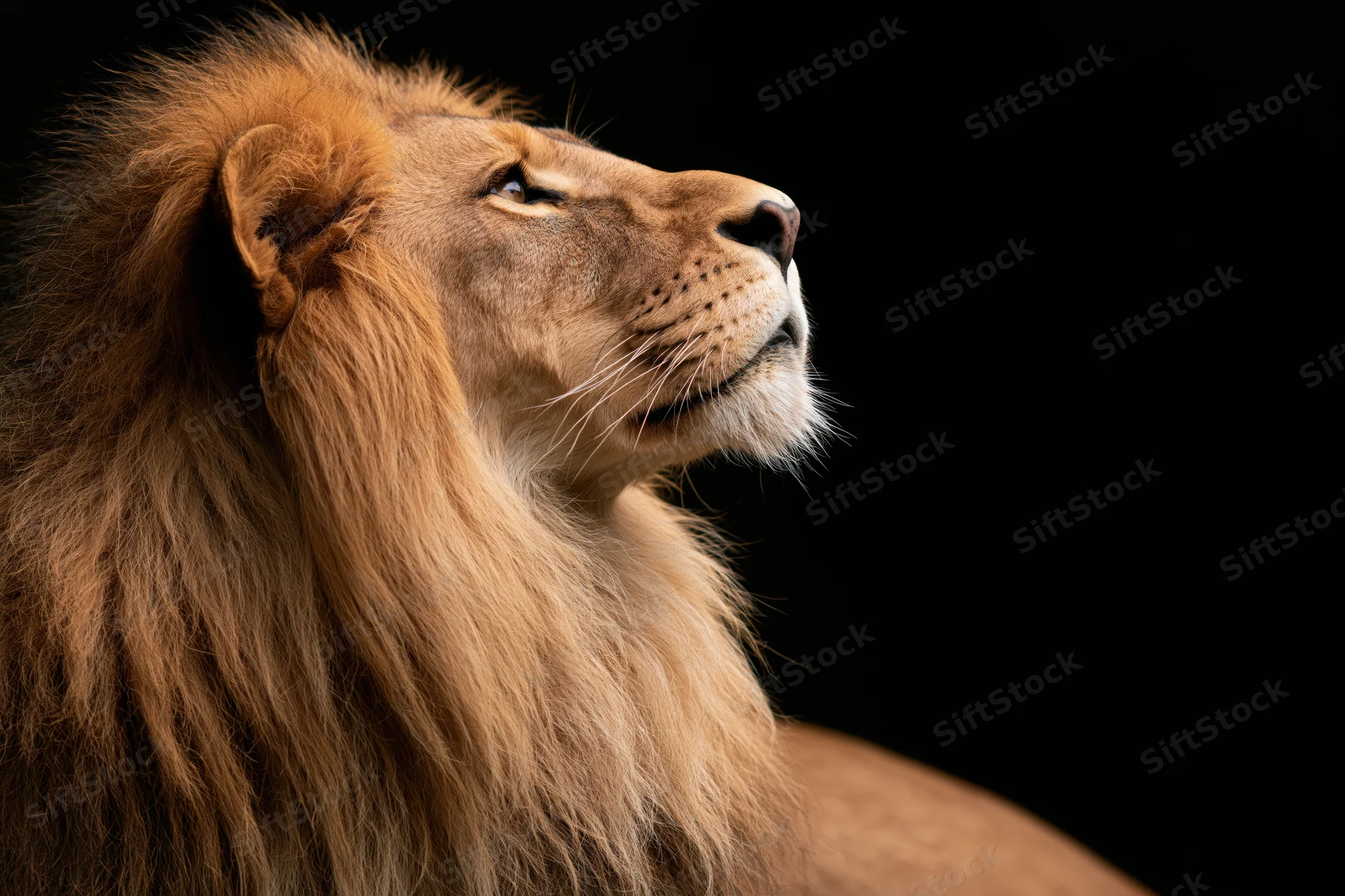 Male lion in profile gazing upward against black background