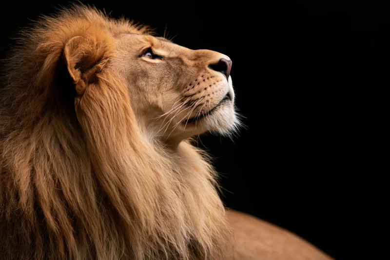 Male lion in profile gazing upward against black background