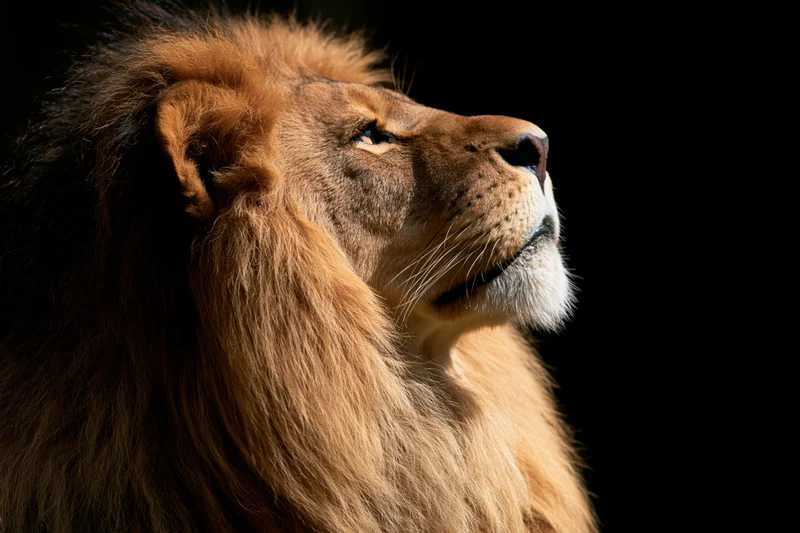 Male lion in profile gazing upward against dark background