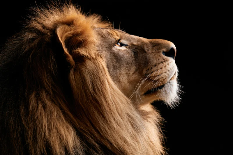 Male lion in profile gazing upward against black background