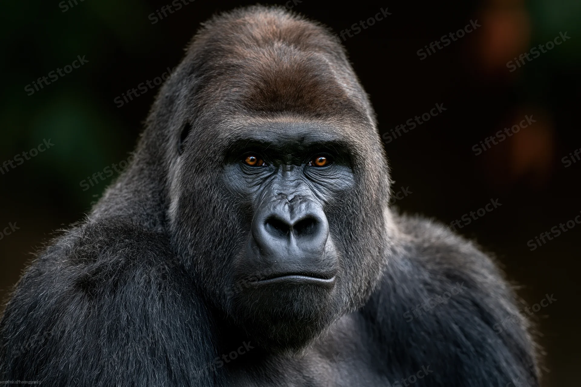 Adult male silverback gorilla gazing directly at camera in forest setting
