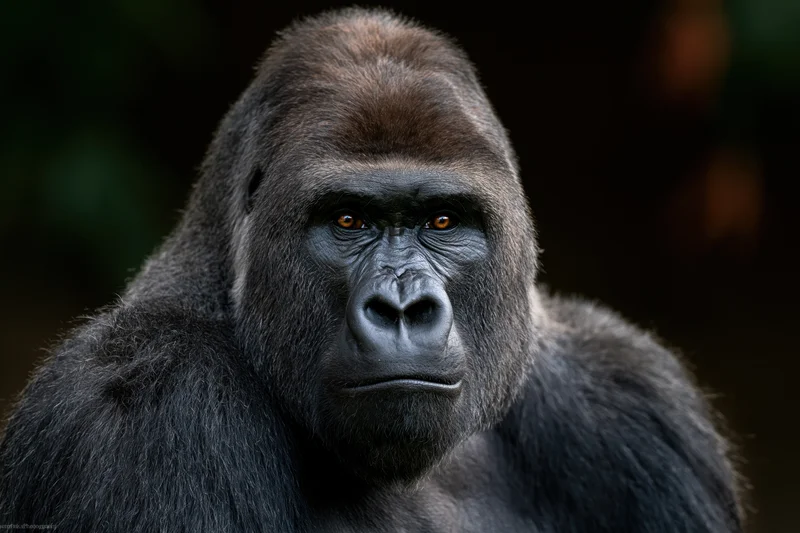 Adult male silverback gorilla gazing directly at camera in forest setting