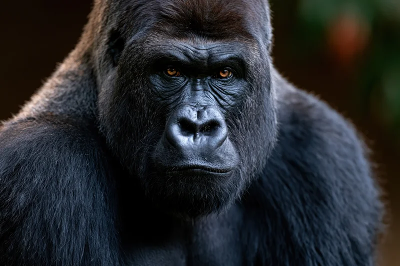 Silverback gorilla gazing directly at camera in jungle setting