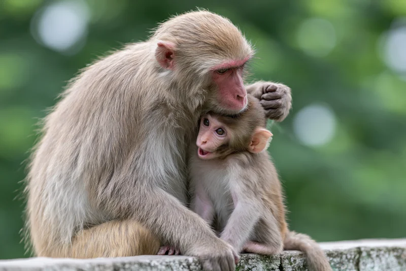 Adult rhesus macaque grooming a juvenile monkey perched on a stone wall