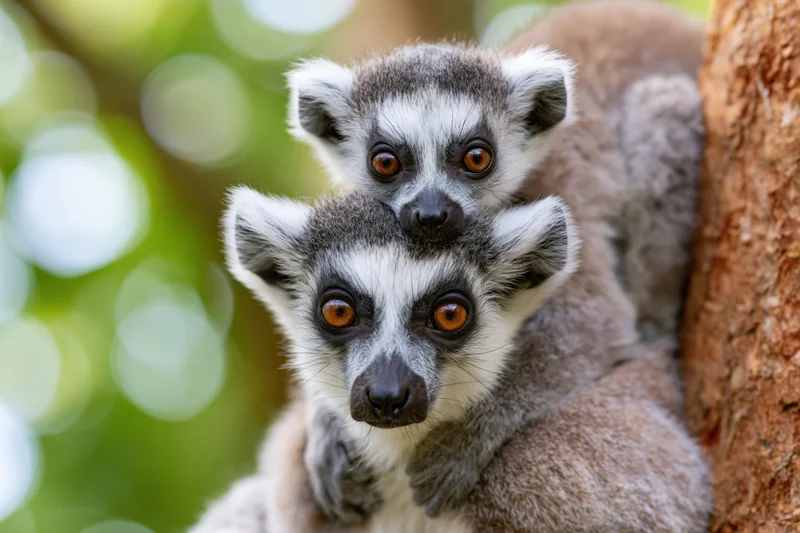 Adult ring-tailed lemur clinging to tree trunk with baby on back