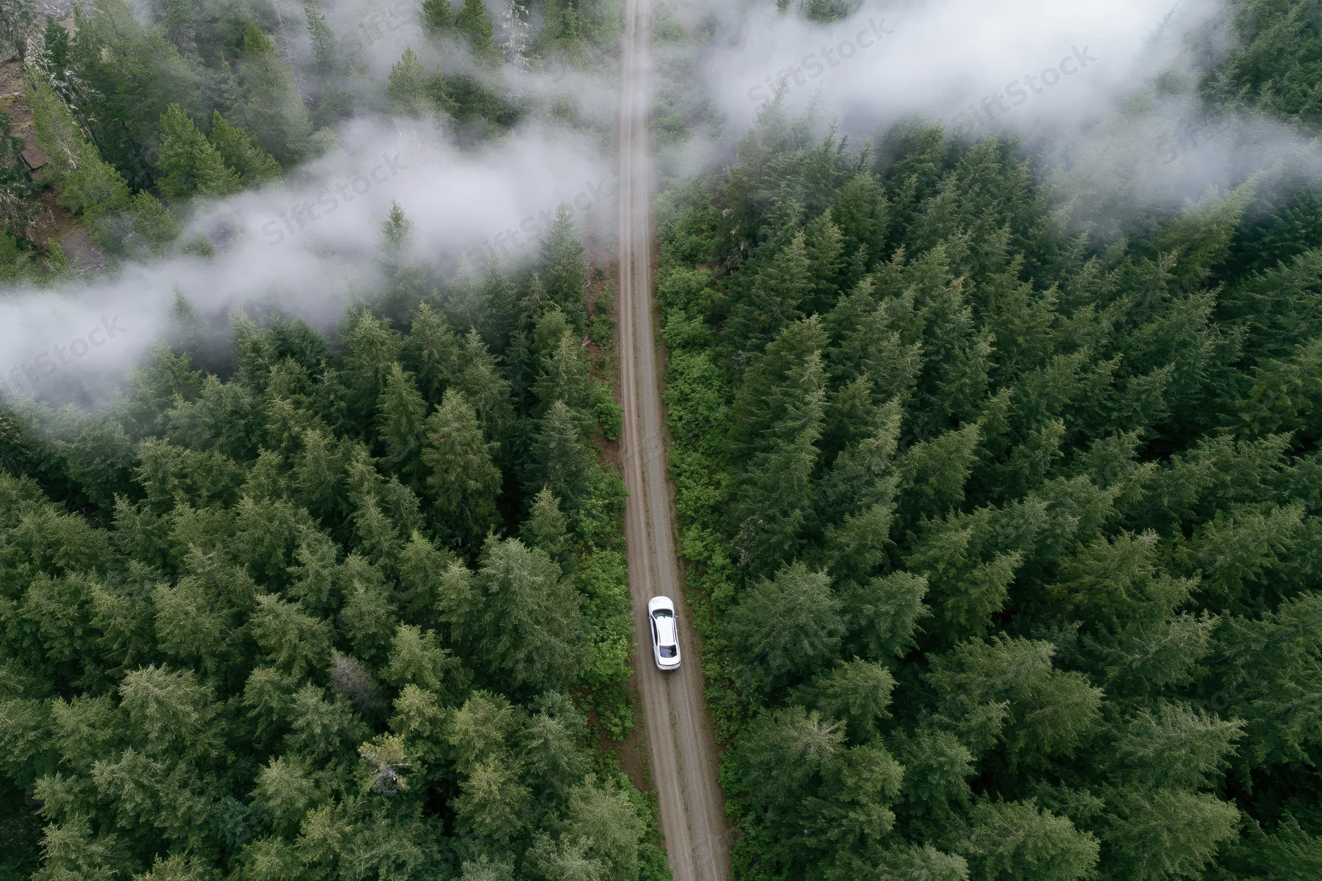 White car driving on dirt road through dense pine forest from aerial drone view above misty canopy