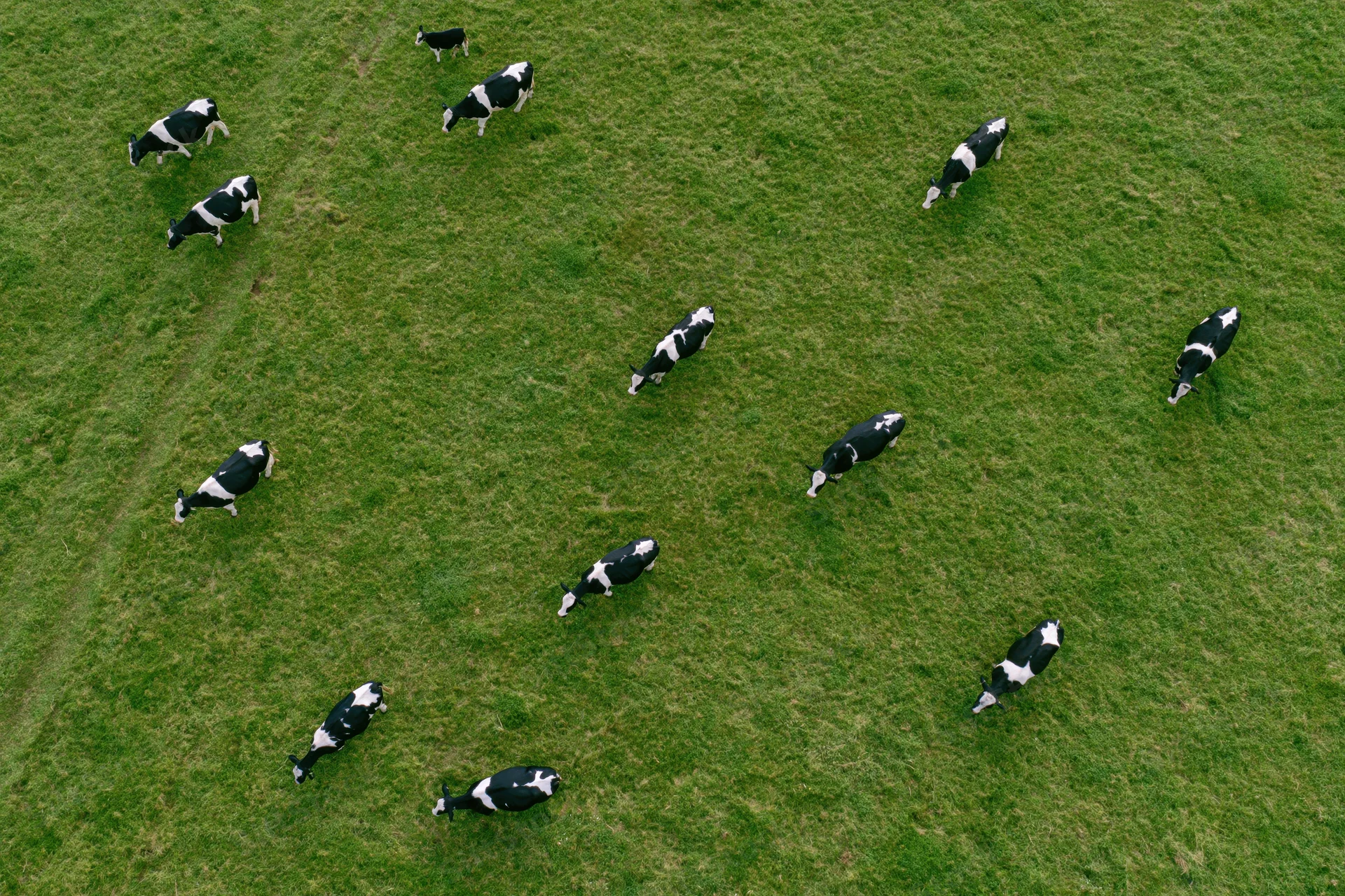 Aerial top-down view of holstein cattle grazing in a green pasture