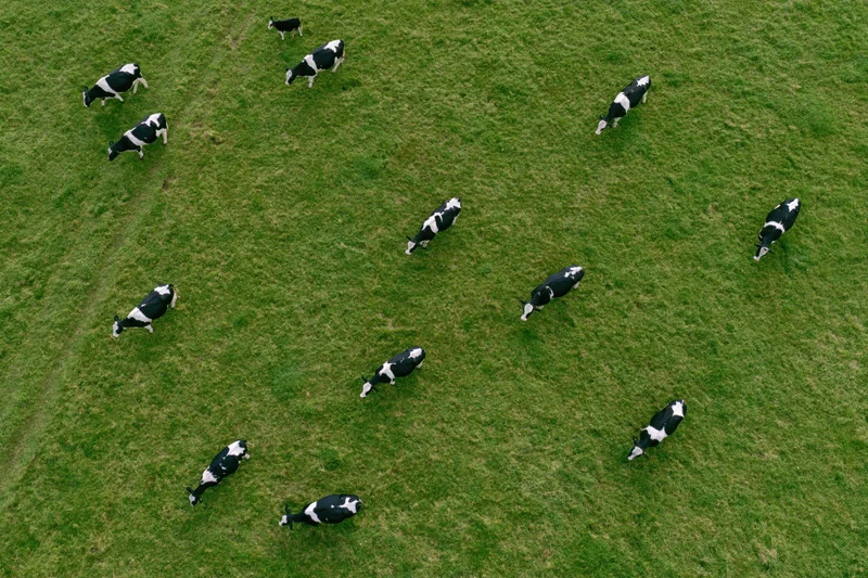 Aerial top-down view of holstein cattle grazing in a green pasture