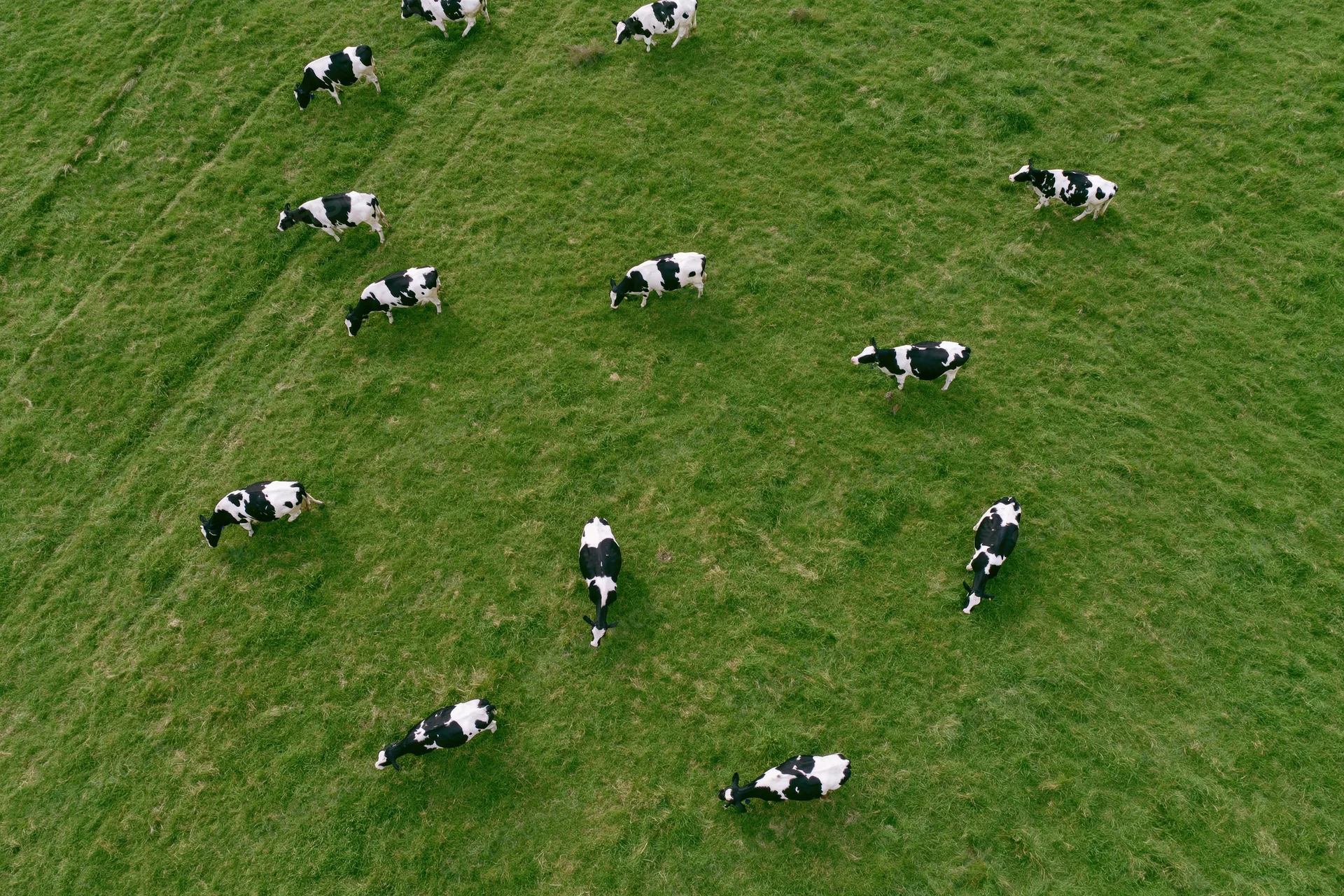 Aerial top-down view of holstein cows grazing in a green pasture