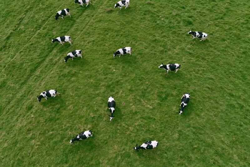 Aerial top-down view of holstein cows grazing in a green pasture