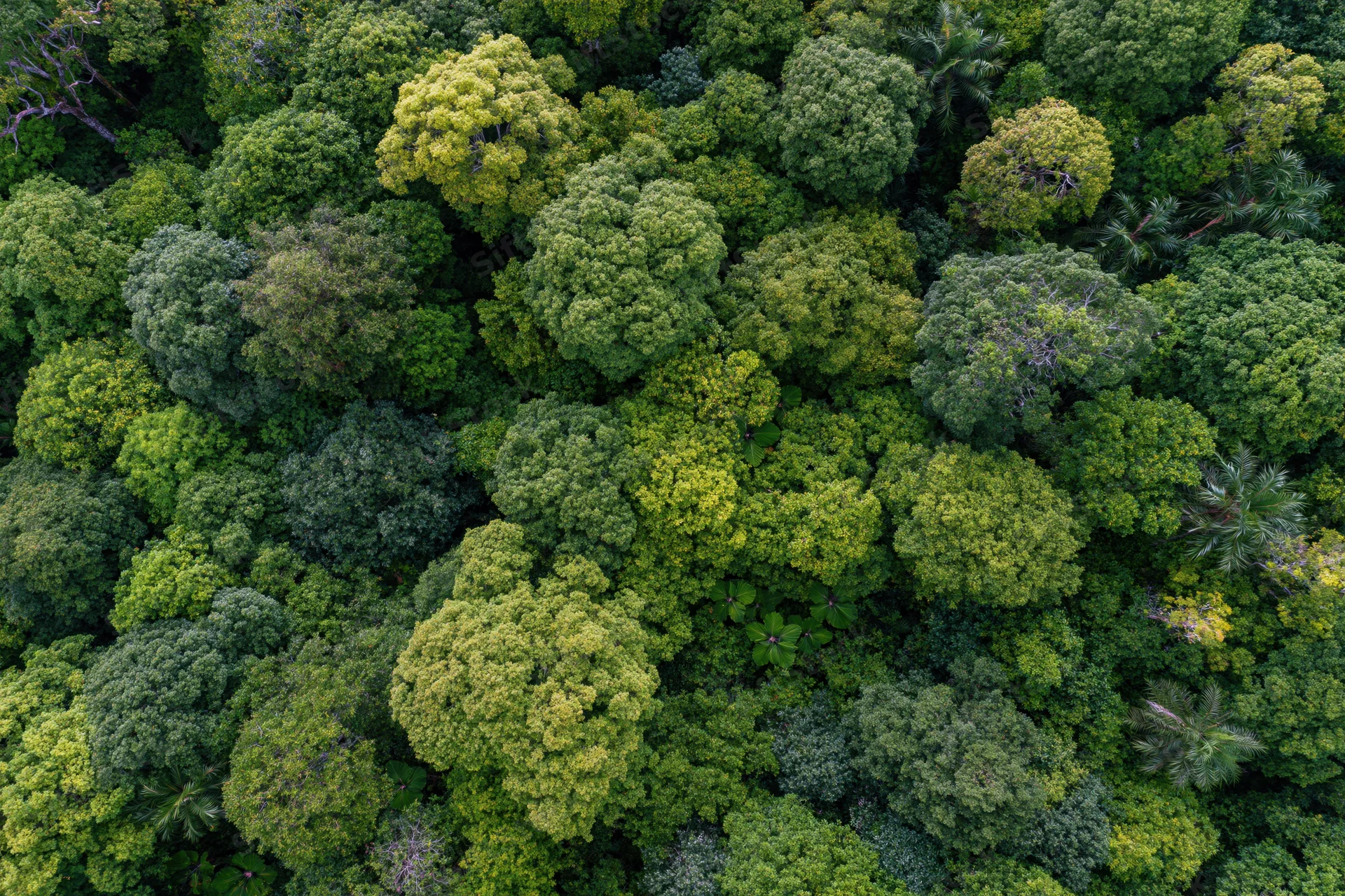 Aerial top-down view of dense tropical forest canopy with lush green trees