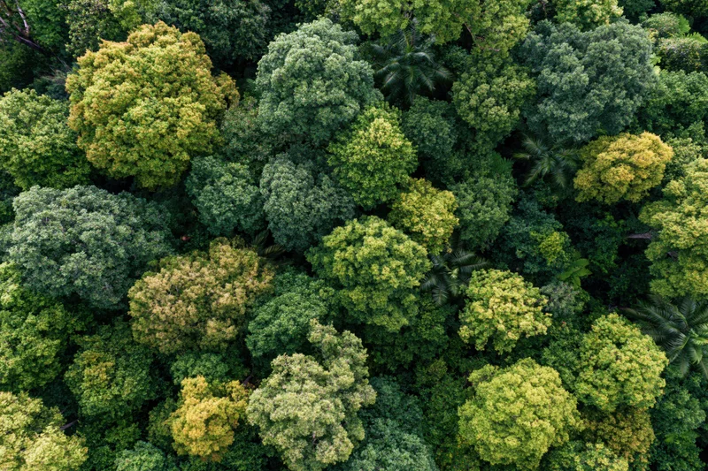 Aerial top-down view of dense tropical forest canopy with lush green trees