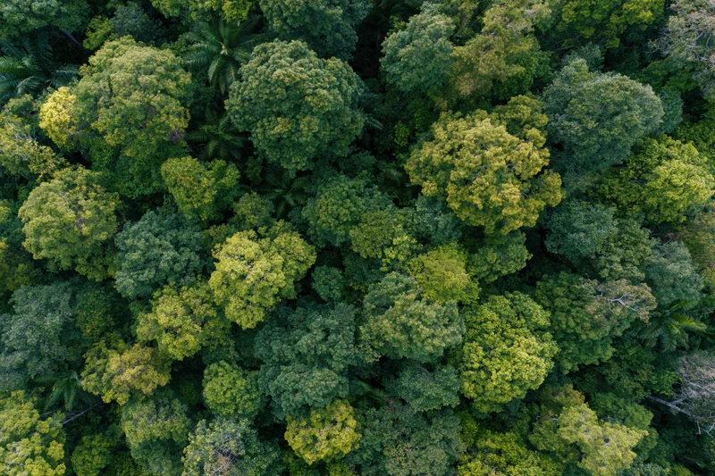 Aerial top-down view of dense tropical forest canopy with lush green trees and foliage
