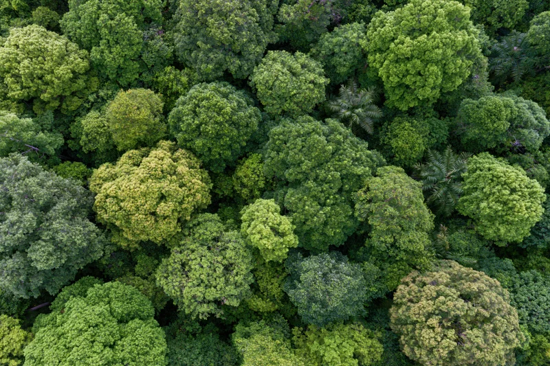 Aerial top-down view of dense tropical forest canopy with lush green treetops