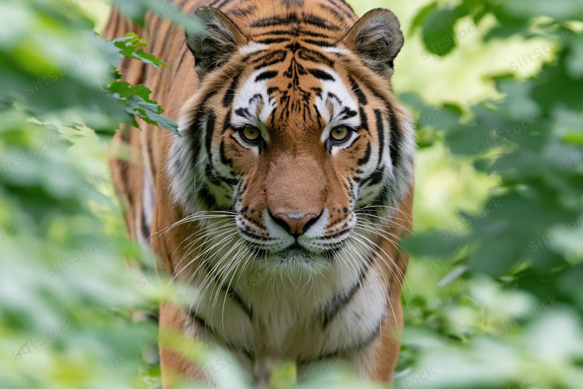 Amur tiger walking toward camera through green foliage in forest habitat