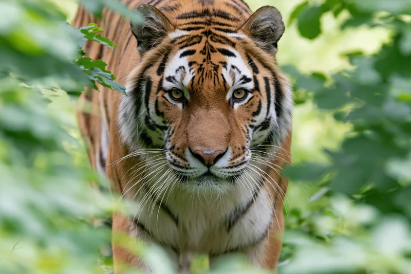 Amur tiger walking toward camera through green foliage in forest habitat