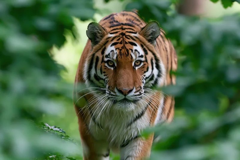 Amur tiger walking toward camera through green foliage in forest habitat