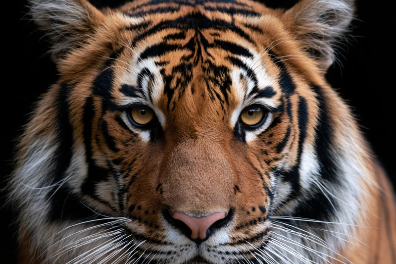 Closeup of a bengal tiger's face staring directly into the camera against a dark background
