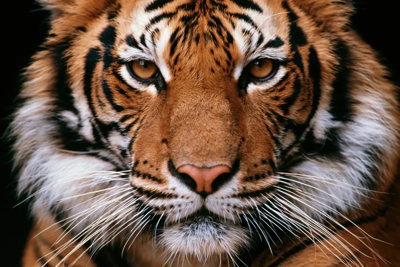 Closeup of a bengal tiger's face staring directly into the camera with intense eyes and prominent stripes