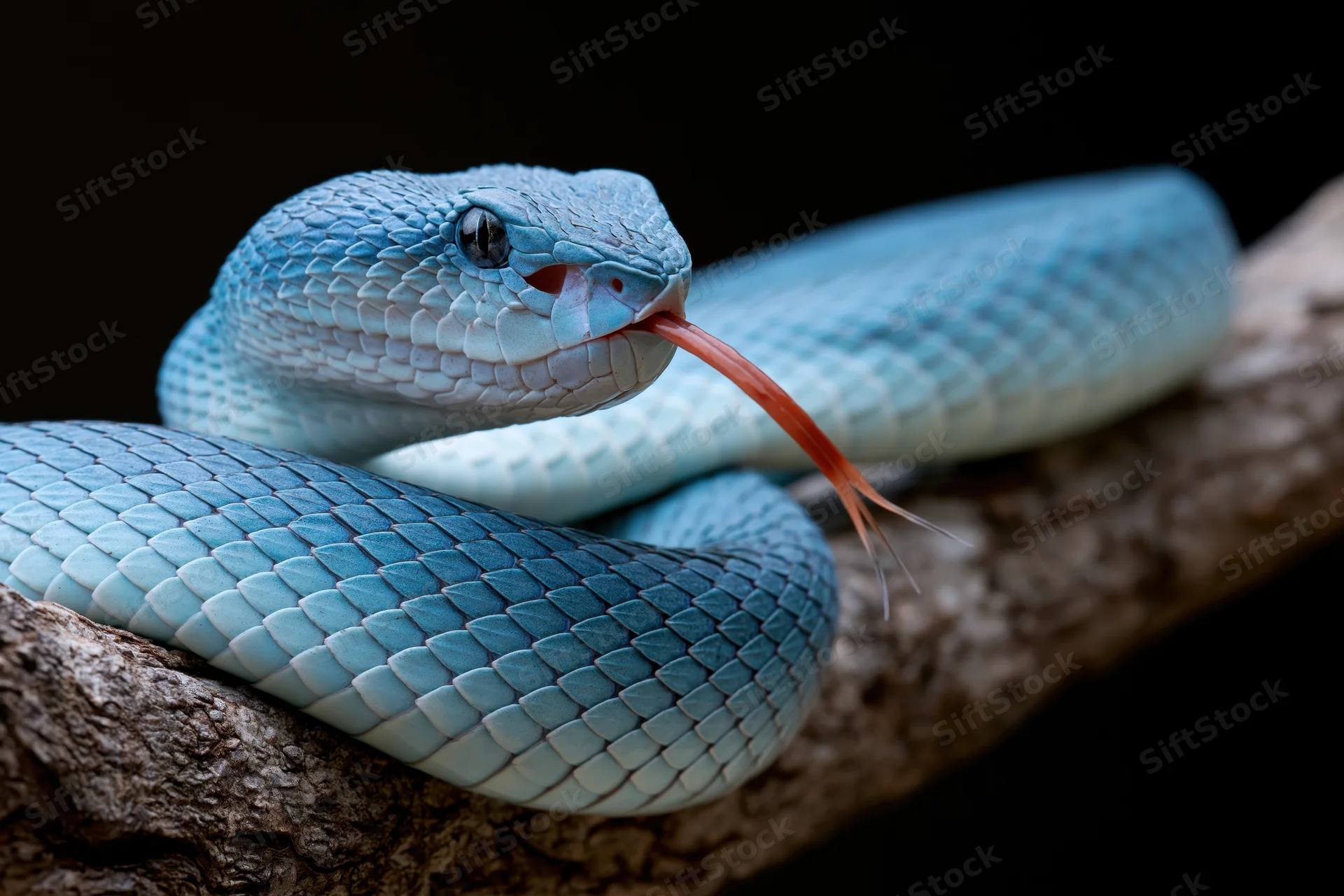 Blue viper coiled on rough tree branch with tongue extended