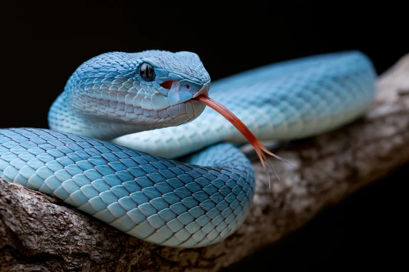 Blue viper coiled on rough tree branch with tongue extended