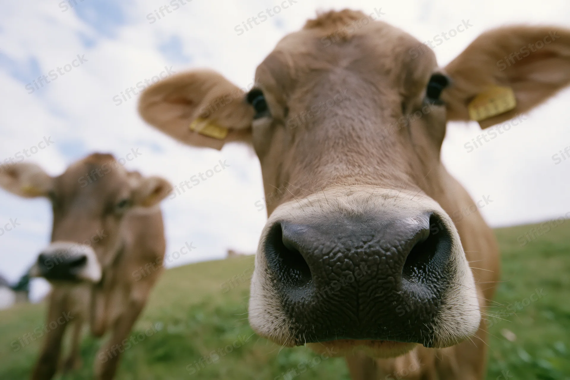 Brown swiss cow facing camera nose-first in grassy pasture