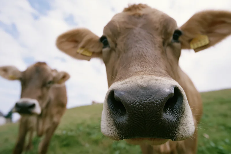Brown swiss cow facing camera nose-first in grassy pasture