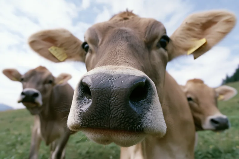 Brown swiss cow facing camera nose-first in a grassy pasture with two other cows behind