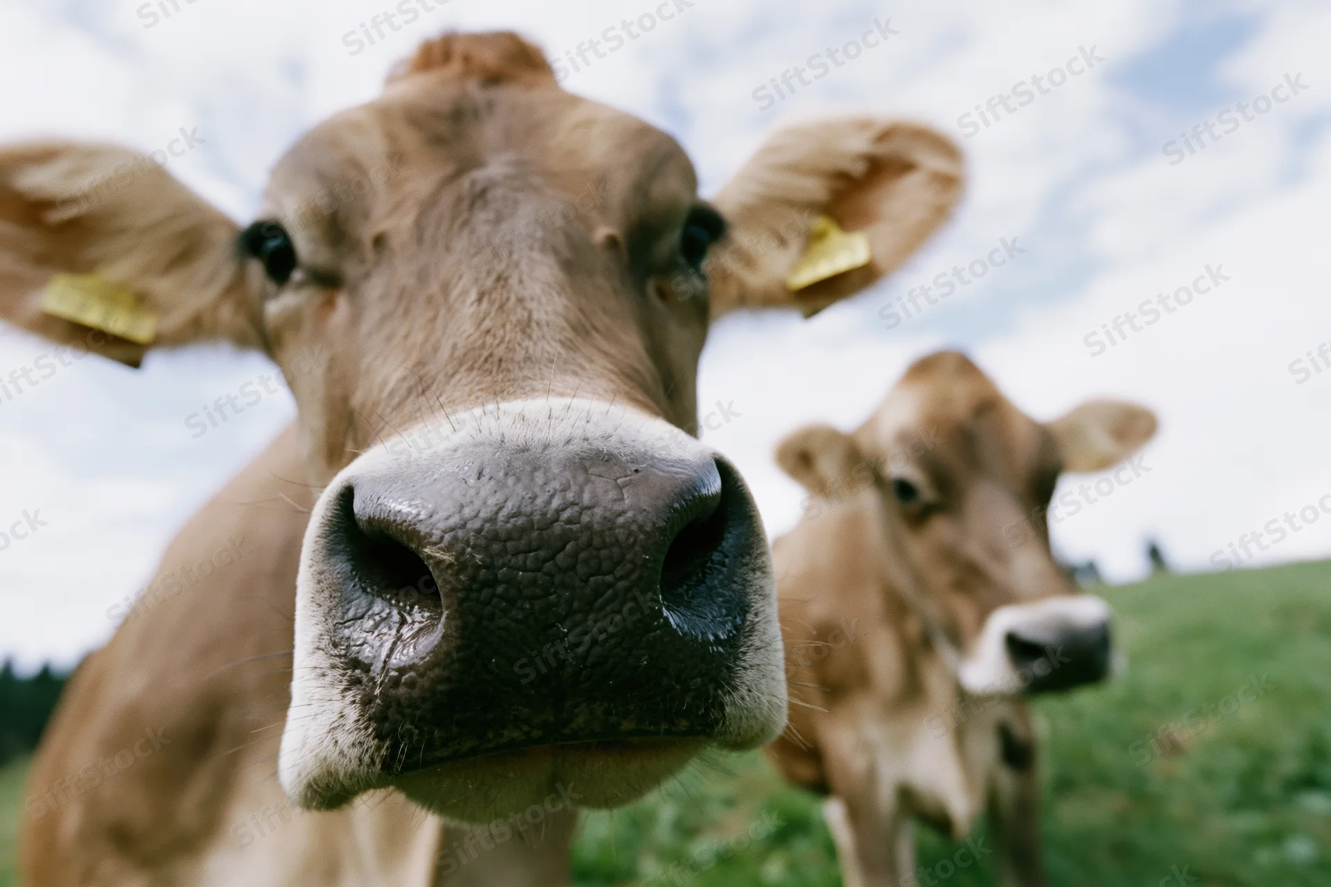 Brown swiss cow facing camera nose-first in a grassy pasture with another cow behind