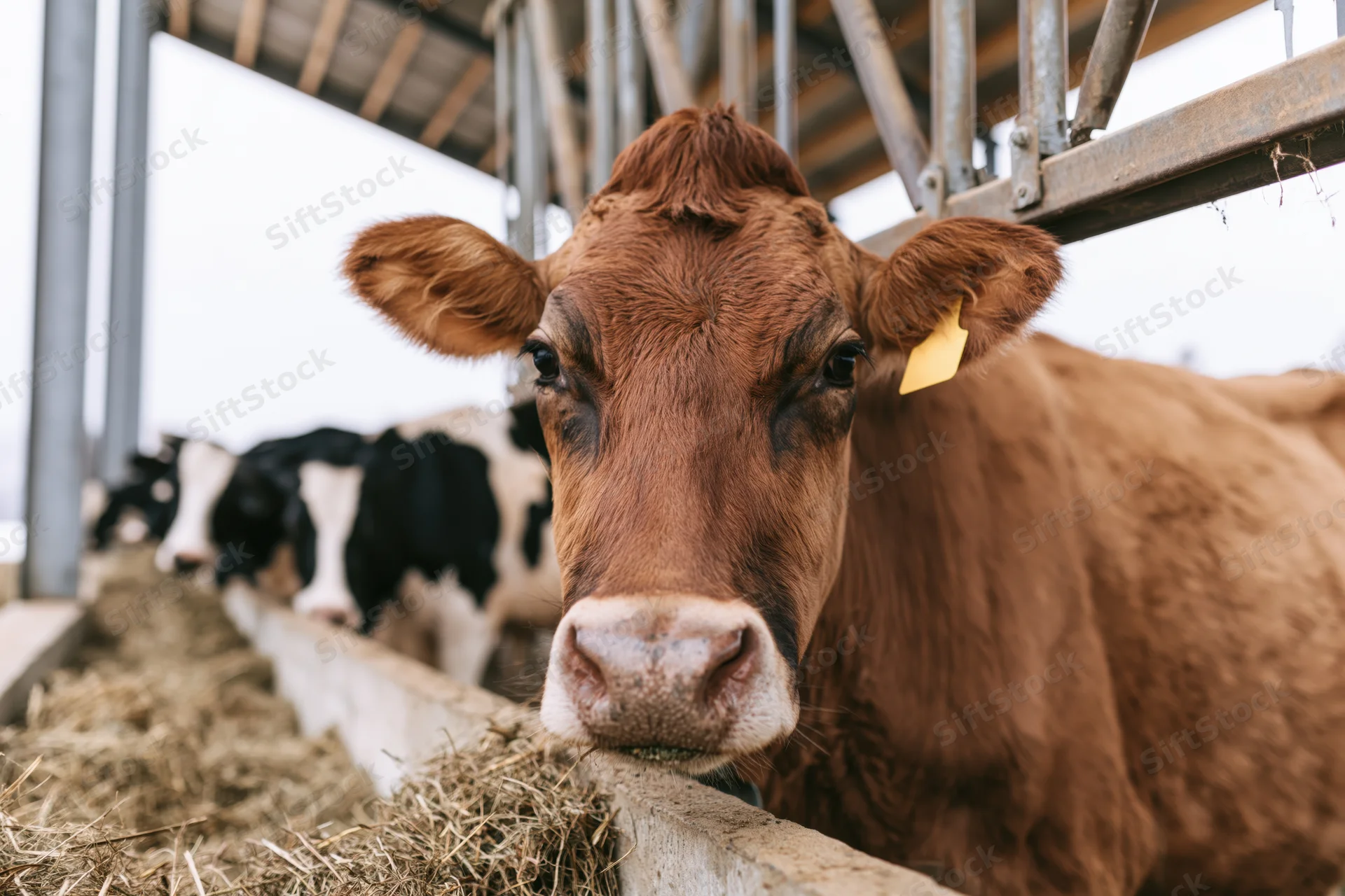 Brown dairy cow with yellow ear tag eating hay from a trough in a barn