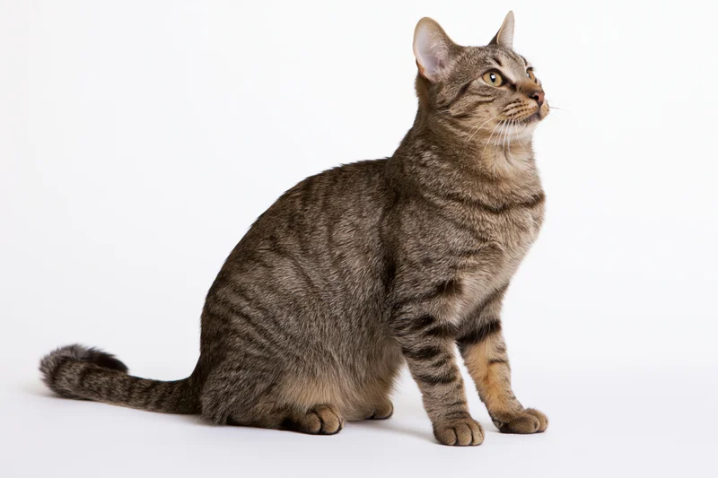 Brown tabby cat sitting upright on white studio background