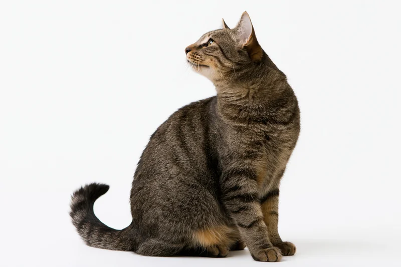 Brown tabby cat sitting upright looking up in studio against white background