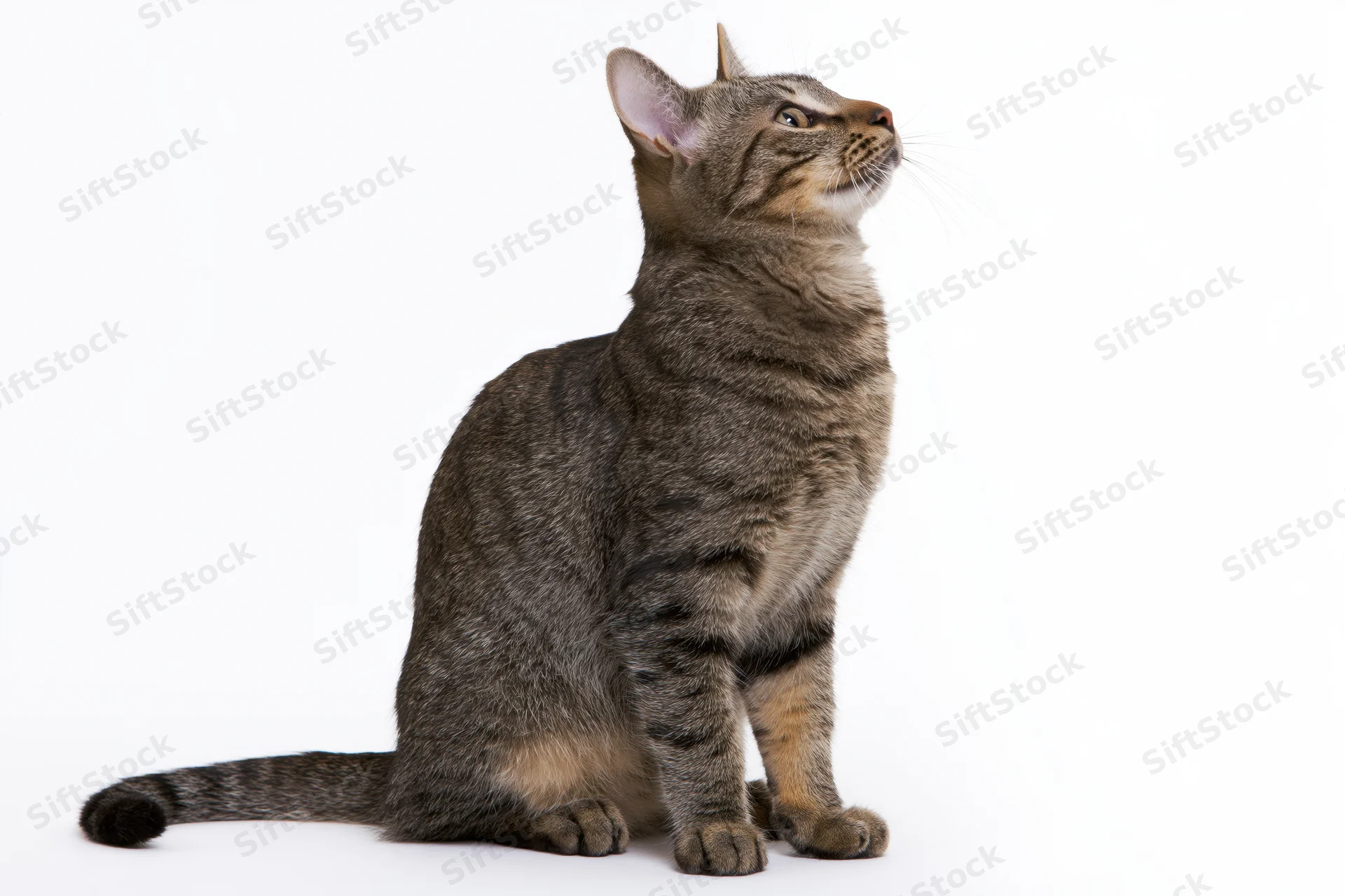 Brown tabby cat sitting upright looking up in studio on white background
